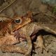 Feeding Baby Toads: What Do Toadlets Eat? Guide | Baby Care 101: Essential Tips for Happy, Healthy Babies