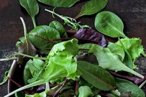 Quick Baby Greens: Benefits & Uses for Your Baby! Baby Care 101: Essential Tips for Happy, Healthy Babies Quick Baby Greens: Benefits & Uses for Your Baby! | Baby Care 101: Essential Tips for Happy, Healthy Babies