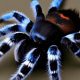 Caring for Cute Baby Tarantulas: A Beginner's Guide | Baby Care 101: Essential Tips for Happy, Healthy Babies