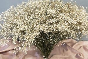 Buy Bulk Dried Baby's Breath Now: Floral Perfection! Baby Care 101: Essential Tips for Happy, Healthy Babies Buy Bulk Dried Baby's Breath Now: Floral Perfection! | Baby Care 101: Essential Tips for Happy, Healthy Babies