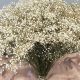 Buy Bulk Dried Baby's Breath Now: Floral Perfection! | Baby Care 101: Essential Tips for Happy, Healthy Babies
