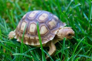 Caring for Your Tiny Baby Sulcata Tortoise: A Guide Baby Care 101: Essential Tips for Happy, Healthy Babies Caring for Your Tiny Baby Sulcata Tortoise: A Guide | Baby Care 101: Essential Tips for Happy, Healthy Babies