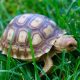 Caring for Your Tiny Baby Sulcata Tortoise: A Guide | Baby Care 101: Essential Tips for Happy, Healthy Babies
