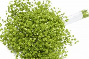 Shop Green Baby's Breath: Vibrant Floral Accents Baby Care 101: Essential Tips for Happy, Healthy Babies Shop Green Baby's Breath: Vibrant Floral Accents | Baby Care 101: Essential Tips for Happy, Healthy Babies