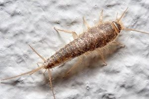 Are Tiny Baby Silverfish Harmful? Prevention & Control Baby Care 101: Essential Tips for Happy, Healthy Babies Are Tiny Baby Silverfish Harmful? Prevention & Control | Baby Care 101: Essential Tips for Happy, Healthy Babies