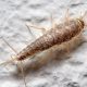 Are Tiny Baby Silverfish Harmful? Prevention & Control | Baby Care 101: Essential Tips for Happy, Healthy Babies