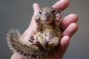 Ultimate Baby Squirrel Care Guide: From Foundling to Freedom Baby Care 101: Essential Tips for Happy, Healthy Babies Ultimate Baby Squirrel Care Guide: From Foundling to Freedom | Baby Care 101: Essential Tips for Happy, Healthy Babies