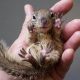 Ultimate Baby Squirrel Care Guide: From Foundling to Freedom | Baby Care 101: Essential Tips for Happy, Healthy Babies