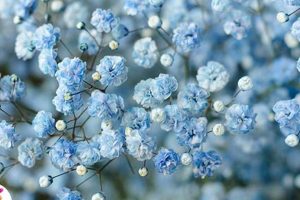 Discover Baby's Breath Blue: Hues & Inspiration Baby Care 101: Essential Tips for Happy, Healthy Babies Discover Baby's Breath Blue: Hues & Inspiration | Baby Care 101: Essential Tips for Happy, Healthy Babies