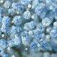 Discover Baby's Breath Blue: Hues & Inspiration | Baby Care 101: Essential Tips for Happy, Healthy Babies