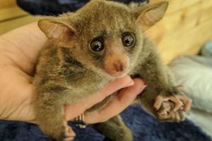 Buy a Bush Baby for Sale? Guide + Legality Baby Care 101: Essential Tips for Happy, Healthy Babies Buy a Bush Baby for Sale? Guide + Legality | Baby Care 101: Essential Tips for Happy, Healthy Babies