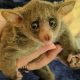 Buy a Bush Baby for Sale? Guide + Legality | Baby Care 101: Essential Tips for Happy, Healthy Babies