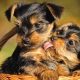 Caring for Furry Babies: Tips and Guidance | Baby Care 101: Essential Tips for Happy, Healthy Babies