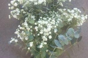 Airy: Baby's Breath & Eucalyptus Designs + Care Baby Care 101: Essential Tips for Happy, Healthy Babies Airy: Baby's Breath & Eucalyptus Designs + Care | Baby Care 101: Essential Tips for Happy, Healthy Babies