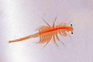 Tiny Treasure: Raising Baby Brine Shrimp for Your Babies Baby Care 101: Essential Tips for Happy, Healthy Babies Tiny Treasure: Raising Baby Brine Shrimp for Your Babies | Baby Care 101: Essential Tips for Happy, Healthy Babies