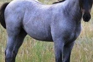 Discover: Baby Blue Horse Dreams & More! Baby Care 101: Essential Tips for Happy, Healthy Babies Discover: Baby Blue Horse Dreams & More! | Baby Care 101: Essential Tips for Happy, Healthy Babies