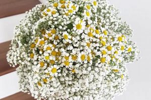 Breath of Fresh Air: Baby's Breath & Daisies Designs Baby Care 101: Essential Tips for Happy, Healthy Babies Breath of Fresh Air: Baby's Breath & Daisies Designs | Baby Care 101: Essential Tips for Happy, Healthy Babies