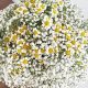 Breath of Fresh Air: Baby's Breath & Daisies Designs | Baby Care 101: Essential Tips for Happy, Healthy Babies