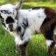 Tiny Treasures: Baby Goats for Sale in Cobleskill, NY! | Baby Care 101: Essential Tips for Happy, Healthy Babies