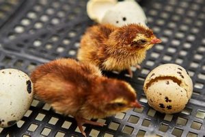 Best Baby Quail Food Guide: Recipes, Tips & More! Baby Care 101: Essential Tips for Happy, Healthy Babies Best Baby Quail Food Guide: Recipes, Tips & More! | Baby Care 101: Essential Tips for Happy, Healthy Babies