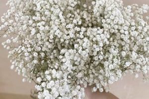 Buy Bulk Baby's Breath: Delicate Cloud Flowers For Sale Baby Care 101: Essential Tips for Happy, Healthy Babies Buy Bulk Baby's Breath: Delicate Cloud Flowers For Sale | Baby Care 101: Essential Tips for Happy, Healthy Babies