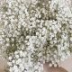 Buy Bulk Baby's Breath: Delicate Cloud Flowers For Sale | Baby Care 101: Essential Tips for Happy, Healthy Babies