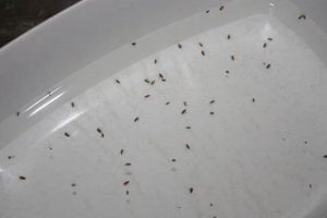 Tiny Terror: Baby Fleas - Identification & Control Baby Care 101: Essential Tips for Happy, Healthy Babies Tiny Terror: Baby Fleas - Identification & Control | Baby Care 101: Essential Tips for Happy, Healthy Babies