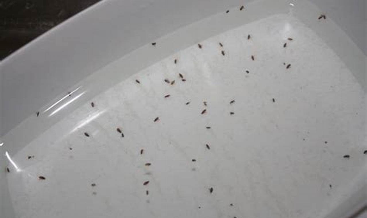 Tiny Terror: Baby Fleas - Identification & Control Baby Care 101: Essential Tips for Happy, Healthy Babies Tiny Terror: Baby Fleas - Identification & Control | Baby Care 101: Essential Tips for Happy, Healthy Babies