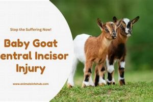 Kid's Loose Incisor: Central Injury, Pain & Care Baby Care 101: Essential Tips for Happy, Healthy Babies Kid's Loose Incisor: Central Injury, Pain & Care | Baby Care 101: Essential Tips for Happy, Healthy Babies