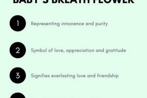 Unveiling: Baby's Breath Flower Meaning + Symbolism Baby Care 101: Essential Tips for Happy, Healthy Babies Unveiling: Baby's Breath Flower Meaning + Symbolism | Baby Care 101: Essential Tips for Happy, Healthy Babies