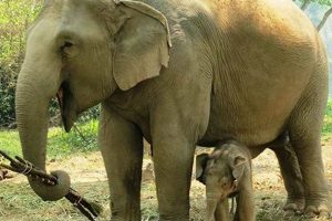 Cute Thai Elephant Baby Poster Prints - Adorable! Baby Care 101: Essential Tips for Happy, Healthy Babies Cute Thai Elephant Baby Poster Prints - Adorable! | Baby Care 101: Essential Tips for Happy, Healthy Babies