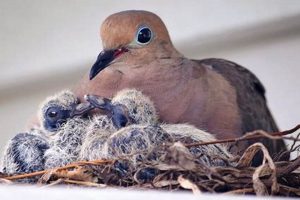 Caring for a Baby Dove Bird: Guide & Tips Baby Care 101: Essential Tips for Happy, Healthy Babies Caring for a Baby Dove Bird: Guide & Tips | Baby Care 101: Essential Tips for Happy, Healthy Babies