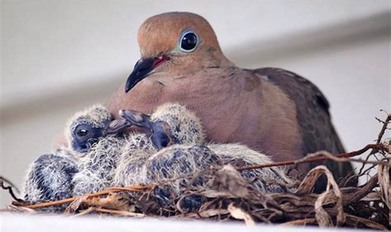 Caring for a Baby Dove Bird: Guide & Tips Baby Care 101: Essential Tips for Happy, Healthy Babies Caring for a Baby Dove Bird: Guide & Tips | Baby Care 101: Essential Tips for Happy, Healthy Babies