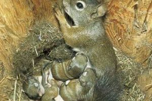 Squirrel Babies: When Do Squirrels Have Their Babies? +Tips Baby Care 101: Essential Tips for Happy, Healthy Babies Squirrel Babies: When Do Squirrels Have Their Babies? +Tips | Baby Care 101: Essential Tips for Happy, Healthy Babies