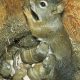 Squirrel Babies: When Do Squirrels Have Their Babies? +Tips | Baby Care 101: Essential Tips for Happy, Healthy Babies