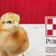 Best Baby Chick Food: Healthy Chicks Start Here! | Baby Care 101: Essential Tips for Happy, Healthy Babies