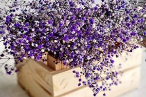 Discover Baby's Breath Purple: Hues & Charm Baby Care 101: Essential Tips for Happy, Healthy Babies Discover Baby's Breath Purple: Hues & Charm | Baby Care 101: Essential Tips for Happy, Healthy Babies