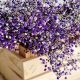 Discover Baby's Breath Purple: Hues & Charm | Baby Care 101: Essential Tips for Happy, Healthy Babies