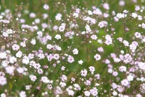 Grow Beautiful Baby's Breath Seedlings [Guide] | Baby Care 101: Essential Tips for Happy, Healthy Babies