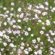 Grow Beautiful Baby's Breath Seedlings [Guide] | Baby Care 101: Essential Tips for Happy, Healthy Babies