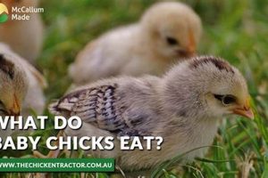 Baby Chicks' First Food: What Can Baby Chicks Eat? Baby Care 101: Essential Tips for Happy, Healthy Babies Baby Chicks' First Food: What Can Baby Chicks Eat? | Baby Care 101: Essential Tips for Happy, Healthy Babies