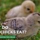 Baby Chicks' First Food: What Can Baby Chicks Eat? | Baby Care 101: Essential Tips for Happy, Healthy Babies