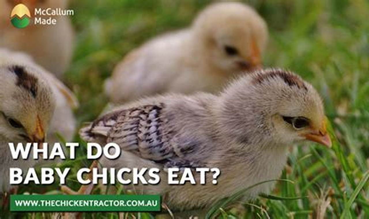 Baby Chicks' First Food: What Can Baby Chicks Eat? Baby Care 101: Essential Tips for Happy, Healthy Babies Baby Chicks' First Food: What Can Baby Chicks Eat? | Baby Care 101: Essential Tips for Happy, Healthy Babies