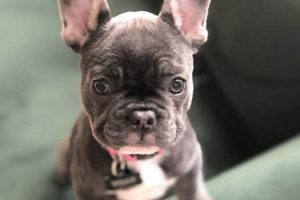 Adorable French Bulldog Babies: Care & Guide Baby Care 101: Essential Tips for Happy, Healthy Babies Adorable French Bulldog Babies: Care & Guide | Baby Care 101: Essential Tips for Happy, Healthy Babies