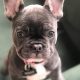 Adorable French Bulldog Babies: Care & Guide | Baby Care 101: Essential Tips for Happy, Healthy Babies