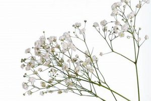 Buy Real Baby's Breath: Bouquets & Care Tips Baby Care 101: Essential Tips for Happy, Healthy Babies Buy Real Baby's Breath: Bouquets & Care Tips | Baby Care 101: Essential Tips for Happy, Healthy Babies