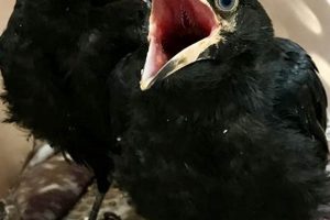 All About: Baby Raven Secrets for Bird Lovers Baby Care 101: Essential Tips for Happy, Healthy Babies All About: Baby Raven Secrets for Bird Lovers | Baby Care 101: Essential Tips for Happy, Healthy Babies