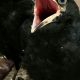 All About: Baby Raven Secrets for Bird Lovers | Baby Care 101: Essential Tips for Happy, Healthy Babies