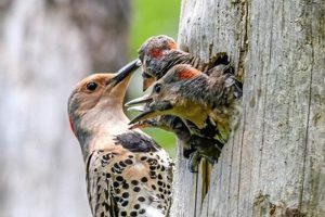 Tiny Baby Woodpecker: Care & Survival Tips for Newbies! Baby Care 101: Essential Tips for Happy, Healthy Babies Tiny Baby Woodpecker: Care & Survival Tips for Newbies! | Baby Care 101: Essential Tips for Happy, Healthy Babies