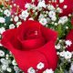 Buy Red Roses with Baby's Breath - Elegant Bouquets | Baby Care 101: Essential Tips for Happy, Healthy Babies